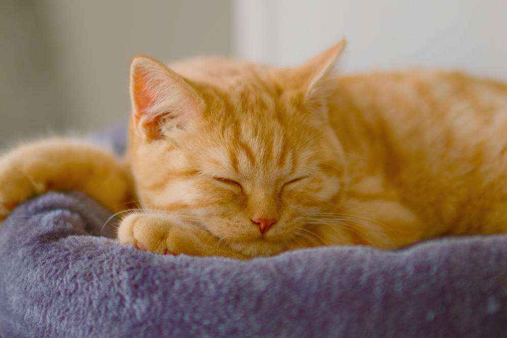 You are currently viewing Dreaming of better sleep  :  proven solutions for women over 50